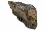 Fossil Elderly Woolly Mammoth Upper M Molar - Poland #337199-5